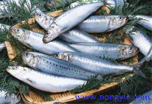 沙丁魚(yú)的營(yíng)養成分