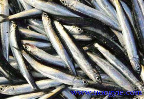 沙丁魚(yú)的營(yíng)養價(jià)值