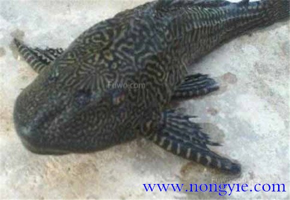 親魚(yú)塘放養條件
