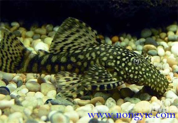 清道夫能和金魚(yú)混養嗎