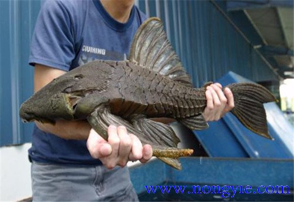 清道夫魚(yú)能長(cháng)多大