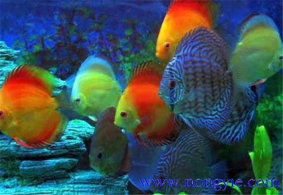 七彩神仙魚(yú)混養最佳搭配