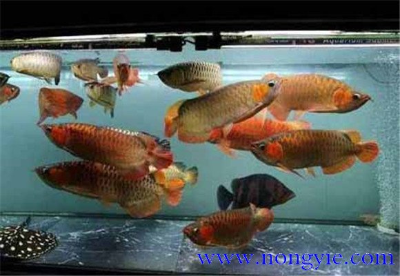 神仙魚(yú)和什么魚(yú)混養好