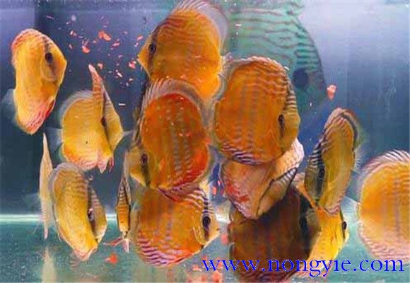 神仙魚(yú)飼養環(huán)境要求