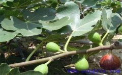無(wú)花果樹(shù)幾年結果 無(wú)花果的生態(tài)習性及栽培管理