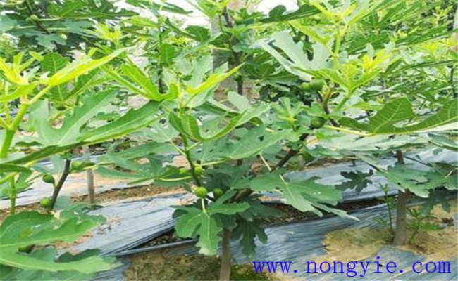 無(wú)花果的生態(tài)習性