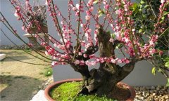 盆栽梅花怎么養 盆栽梅花的養護和管理技術(shù)要點(diǎn)
