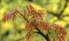 香椿的營(yíng)養價(jià)值與營(yíng)養特點(diǎn)
