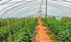 溫室黃瓜種植技術(shù)和管理新方法，共分五步驟