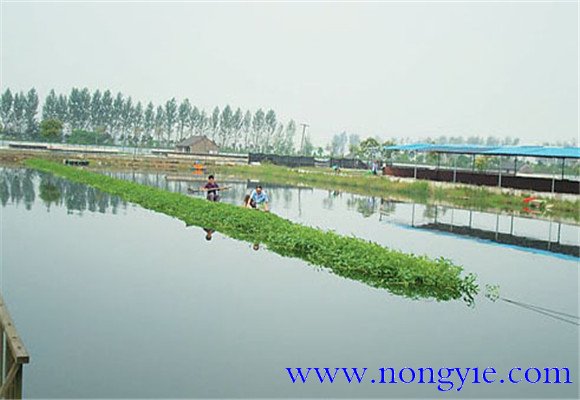 種草養魚(yú)