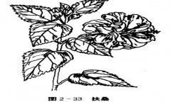 扶?；ㄔ趺答B，盆栽扶?；ㄔ趺答B才能開(kāi)好花