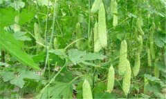 苦瓜的營(yíng)養價(jià)值及功效 苦瓜的藥用價(jià)值