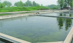 什么樣的魚(yú)塘適合培育魚(yú)苗？