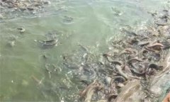 魚(yú)浮頭的原因是什么 一旦發(fā)生應采取怎樣的措施