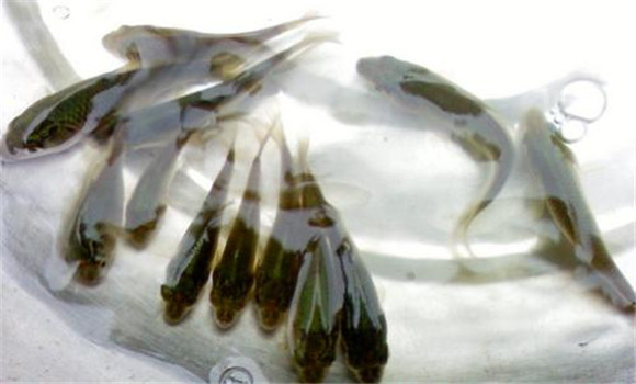 魚(yú)的放養方式