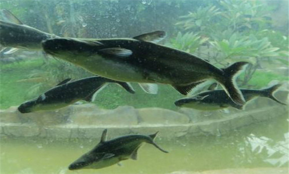 魚(yú)苗養殖