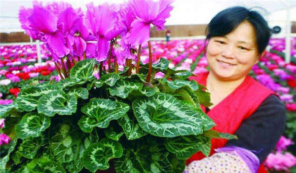 仙客來(lái)養殖的注意事項