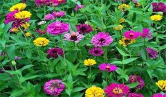 溫室如何培養非洲菊 溫室內栽培非洲菊的技術(shù)