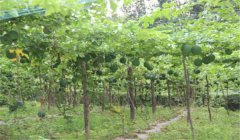 怎樣種漆樹(shù)，漆樹(shù)種植技術(shù)要點(diǎn)