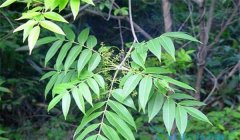 漆樹(shù)過(guò)敏怎么治療，割漆應注意些什么