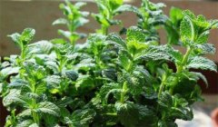 留蘭香種植方法簡(jiǎn)介，怎樣栽培留蘭香