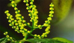 珠蘭花的養殖方法簡(jiǎn)介 珠蘭花盆栽技術(shù)要點(diǎn)