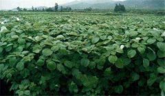 苧麻種植技術(shù)，冬季怎樣培育苧麻