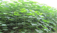 怎樣培育泡桐樹(shù)苗，培育泡桐樹(shù)苗的三種方法