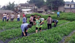 茉莉花的養殖方法簡(jiǎn)介，怎樣培育茉莉花