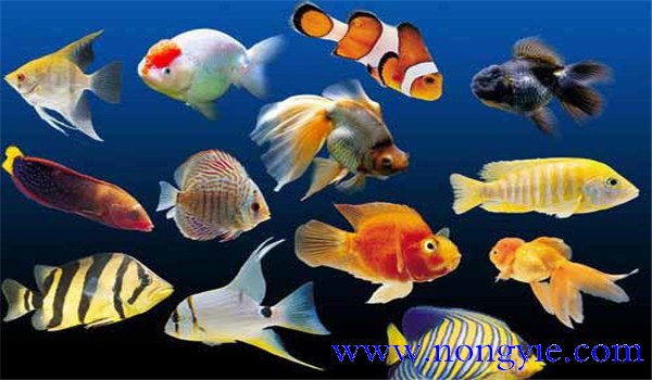 熱帶魚(yú)的種類(lèi)有哪些