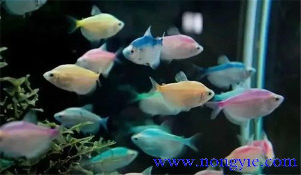 熱帶魚(yú)的習性特征