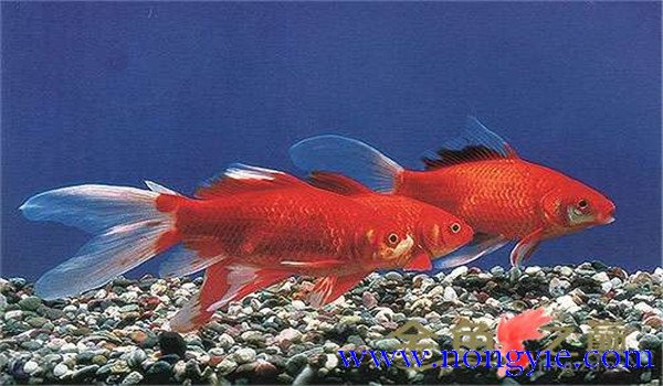 金魚(yú)怎么養才能活得長(cháng)久