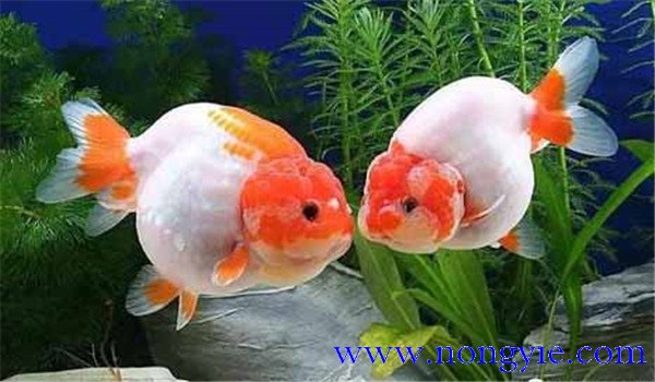 金魚(yú)怎么養才不會(huì )死