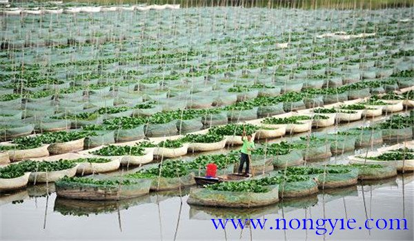 網(wǎng)箱養殖黃鱔密度
