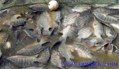 羅非魚(yú)放養密度多少合適 羅非魚(yú)飼養管理技術(shù)要