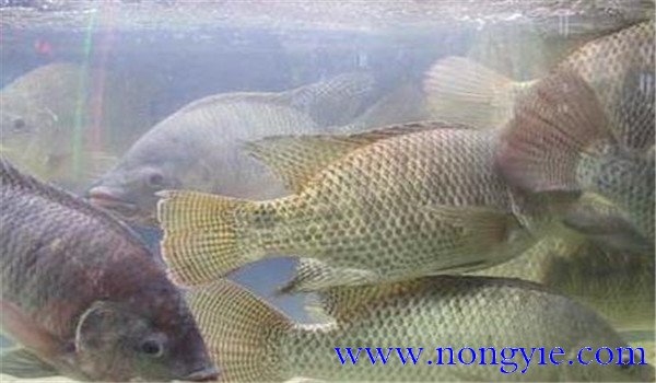 羅非魚(yú)飼養管理技術(shù)要點(diǎn)
