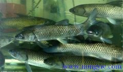 飼養草魚(yú)生長(cháng)周期是多久 草魚(yú)飼養管理技術(shù)要點(diǎn)