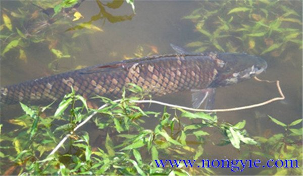 草魚(yú)的飼養管理技術(shù)要點(diǎn)