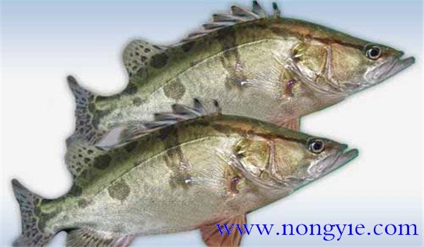 鱖魚(yú)飼養容易得什么病