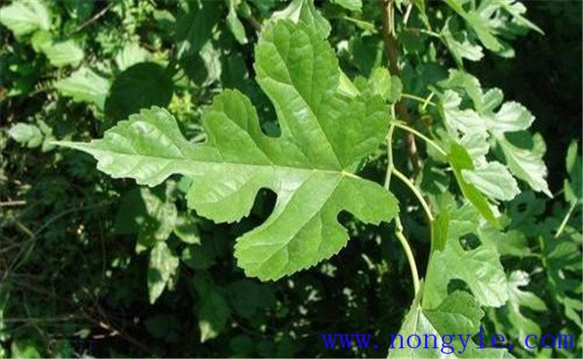 雞桑的生長(cháng)習性