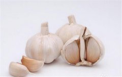 蒜黃的種植要點(diǎn)：播種前如何選擇和處理蒜種？