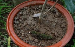 盆栽山茶花養殖關(guān)鍵技術(shù)：如何用土、換盆、澆
