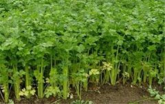 芹菜栽培技術(shù)要點(diǎn)：如何育苗、定植與田間管理