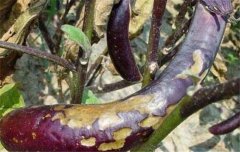 茄子病蟲(chóng)害防治：茄子綿疫病、褐紋病、地老虎