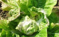 大白菜病蟲(chóng)害防治：白菜病毒病、霜霉病等