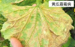 黃瓜病蟲(chóng)害防治：黃瓜霜霉病、白粉病、紅蜘蛛
