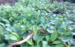 結球甘藍的栽培時(shí)間與種植管理