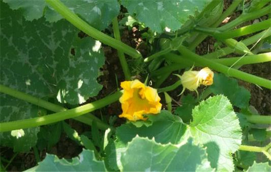 西葫蘆開(kāi)花結果期管理