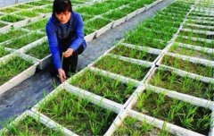 韭菜種植和管理的步驟：育苗、定植與田間管理