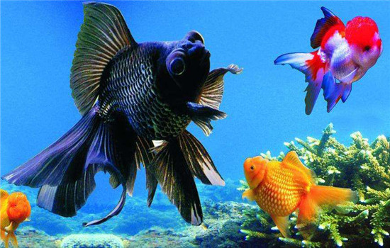 夏季金魚(yú)的飼養管理